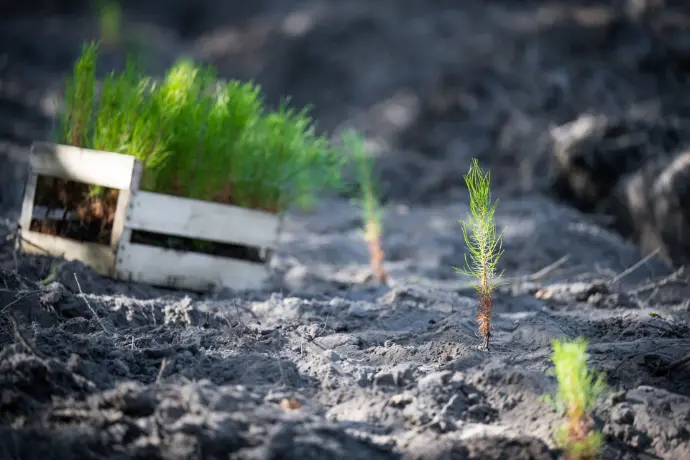Jeune plant de pin maritime en cours de reboisement, avec une cagette remplie de plants en arrière-plan sur une parcelle fraîchement préparée.