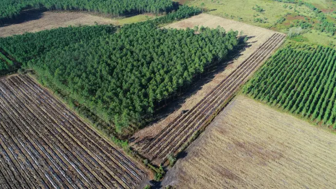 Gestion forestière à grande échelle : parcelles en reboisement et peuplement de pins – ARGEFO Vue aérienne de parcelles forestières en Nouvelle-Aquitaine, montrant différents stades de gestion sylvicole, de la préparation du sol à la plantation de pins maritimes.
