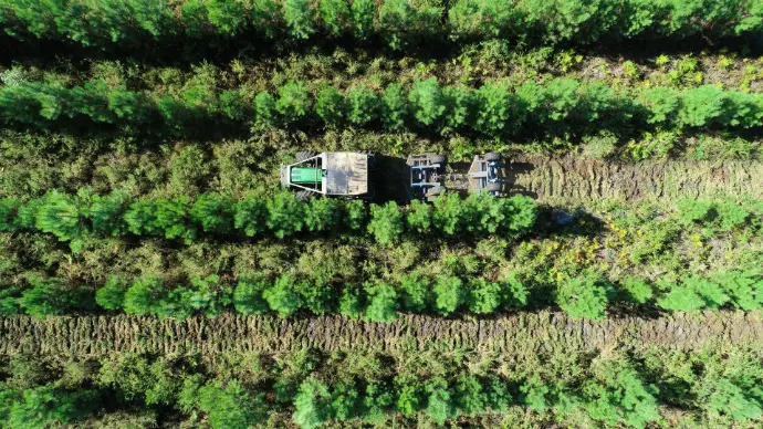 Vue aérienne d’un tracteur forestier circulant entre des rangées de pins pour l’entretien d’un peuplement jeune en forêt de production.