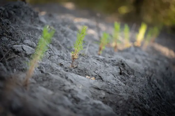 Plantation de pins maritimes : l’engagement d’ARGEFO pour une forêt durable Jeunes plants de pins maritimes récemment replantés sur une parcelle forestière, illustrant le renouvellement durable en sylviculture.